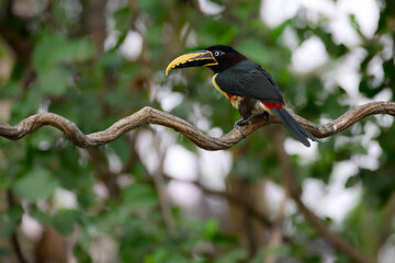 Chestnut-eared Aracari c;oseup portrait on green background in Pantanal, Brazil