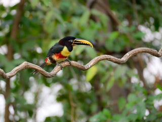 Chestnut-eared Aracari closeup portrait on green background in Pantanal, Brazil