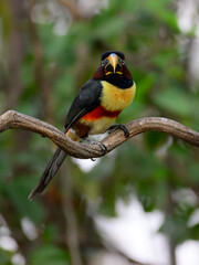 Chestnut-eared Aracari c;oseup portrait on green background in Pantanal, Brazil
