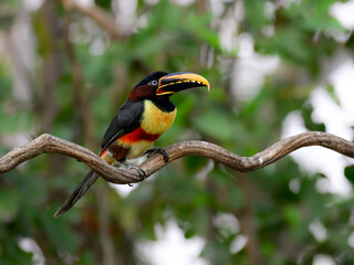 Chestnut-eared Aracari c;oseup portrait on green background in Pantanal, Brazil