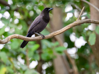 Purplish Jay c;oseup portrait on green background in Pantanal, Brazil