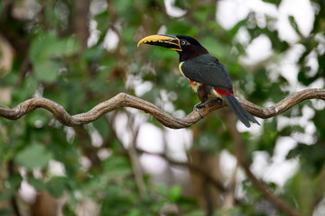 Chestnut-eared Aracari closeup portrait on green background in Pantanal, Brazil