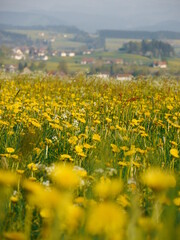 green meadow dandelions