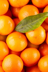 vertical photo close-up of many tangerines with leaf