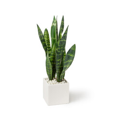 Green House Plant in white ceramic pot, Sansevieria, isolated on white background. Popular air purifier plant for tropical minimal design. Small plant succulents. Lush foliage Space for copy