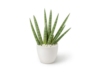 Green House Plant in white ceramic pot, Starfish Sansevieria, isolated on white background. Popular air purifier plant for tropical minimal design. Small plant succulents. Lush foliage Space for copy