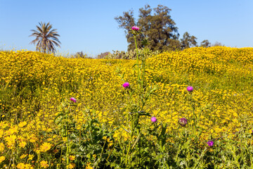  Walk in the blooming Negev