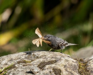 Black phoebe (Sayornis nigricans) in Colombia. The Phoebe has just caught a moth and it is killing it by rigorous shaking.