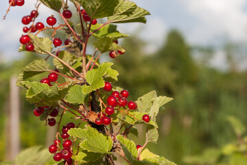 Ripe red currant hangs from a branch surrounded by green leaves. Ready for harvest.