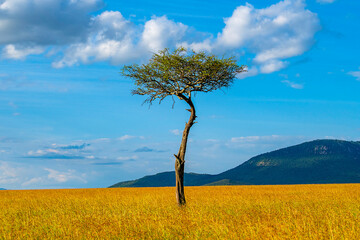 Fototapeta na wymiar Acacia tress in the Masai Mara, Kenya. Two trees in the foreground frame trees on the horizon.