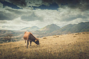 cow grazing in the mountains at sunset