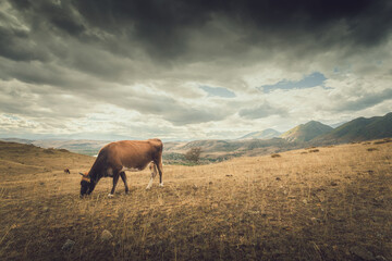 cow grazing in the mountains at sunset