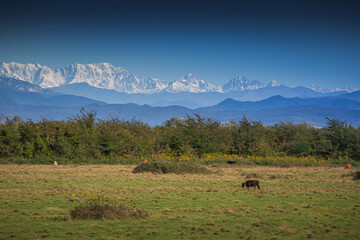 Naklejka premium cows in a meadow of snowy peaks