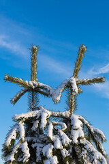 pine branch covered with snow against the sky.
