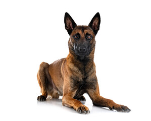  malinois in studio