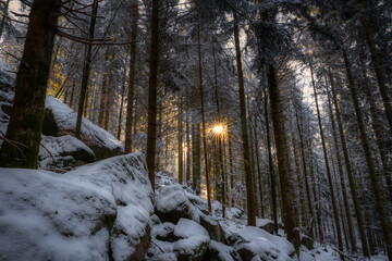 winter forest in the snow