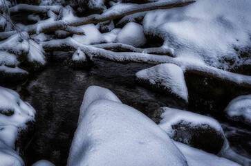 snow on the branches