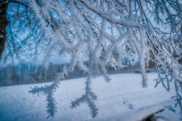 snow covered trees