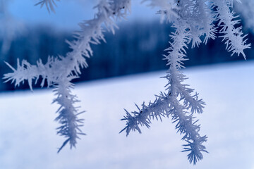 snow covered pine tree