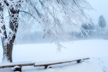 tree in the snow