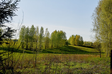 Rural landscape through the branches of a tree. Belarus.