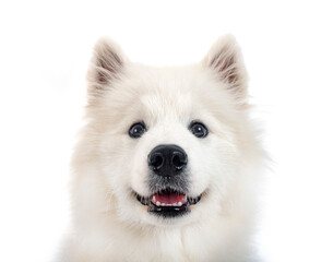 samoyed dog in studio
