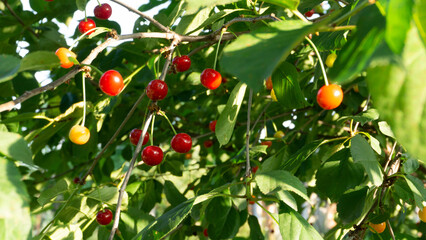 A group of red and green cherries and sweet cherries on a tree among green foliage