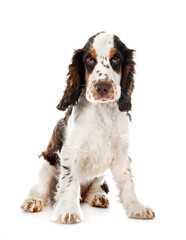 English Cocker Spaniel