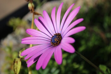 Fototapeta premium flor lila en invierno