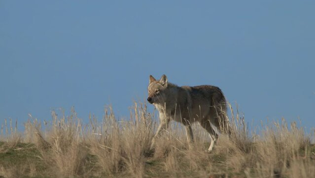 Eurasian wolf or Canis lupus lupus walks in steppe. 4K 120 fps slow motion