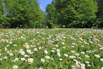 a green meadow with daisies a city park forest in springtime © Angelique