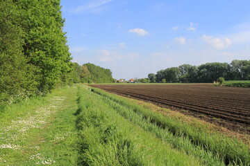a rural landscape with a green path with daisies at the edge of a forest and worked land with potato beds at the other side in springtime
