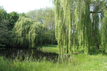 a park with a pond and a beautiful weeping willow in a green park with grass and trees ins...