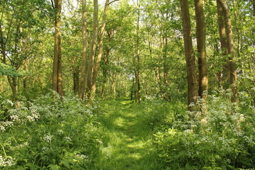 a beautiful green forest in springtime with lots of cow parsely and a small path between the trees