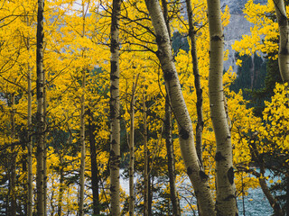 Yellow Trees