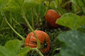 pumpkin growing in the garden