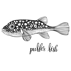 Fugu fish. Takifugu rubripes. Vector illustration isolated on white background. Hand drawn. Concept for logo, menu, cards print, invitation.