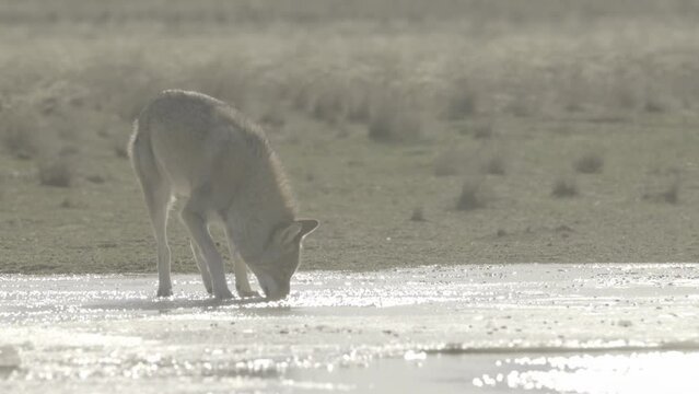 Eurasian wolf or Canis lupus lupus drinks in steppe. 4K 120 fps slow motion