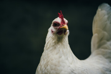 Das Huhn