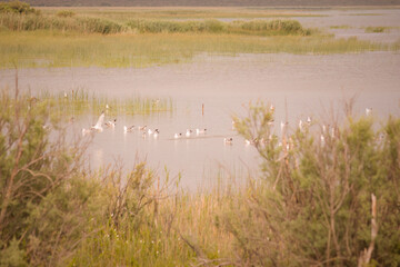 Croatian bird reservation and stopover during autumn migration