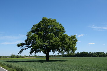 Fototapeta na wymiar Baum auf einem Feld