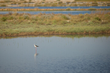Croatian bird reservation and stopover during autumn migration