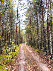 Country road in a wood