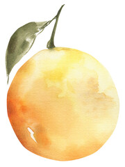 Watercolor orange clipart. Citrus png illustration.