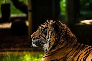 Tierwelt Tiger