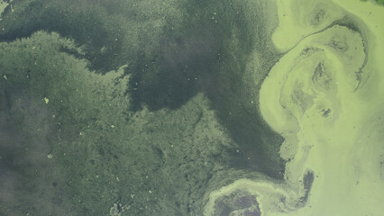 Algae in Wastewater Lagoon © John R.
