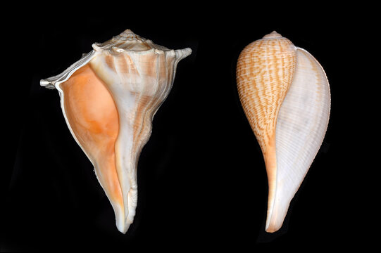 Snail chirality: sinistral and dextral gastropoda marine species.