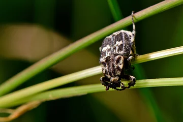 Fotobehang Stolperkäfer // scarab beetle (Valgus hemipterus) © bennytrapp