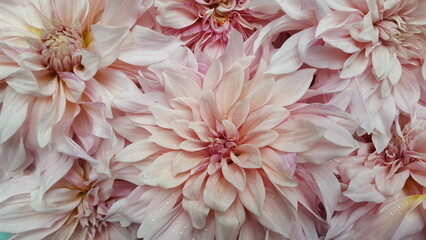 Blüte Dahlie Blume rosa pastell pink Hintergrund floral romantisch elegant