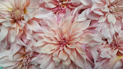 rosa Dahlien Blüten Hintergrund